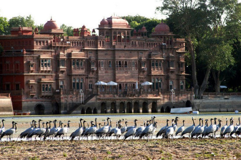 Gajner Wildlife Sanctuary*[45], Bikaner, Rajasthan - Vushii.com